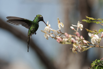 cuba - cuba_zapata kolibri_01