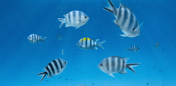 zanzibar_snorkel_coral_04