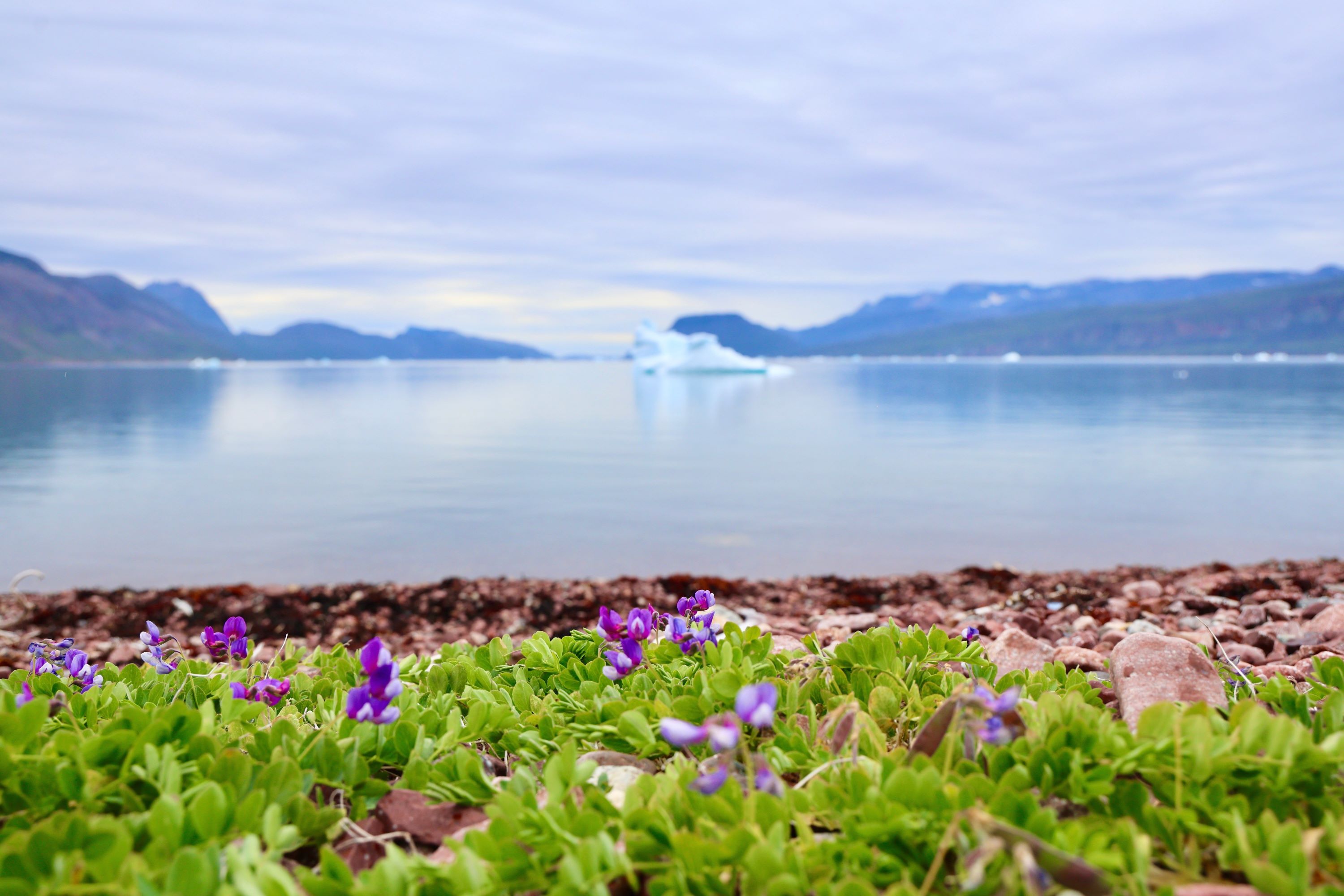 Igaliku Blomst Lathyrus Japonicus 2510522285