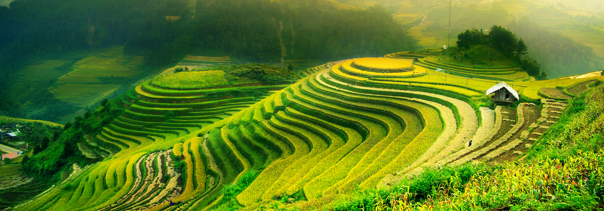 Grønne rismarker i Vietnam