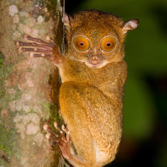 malaysia/borneo - borneo_tarsius bancanus_01_hf