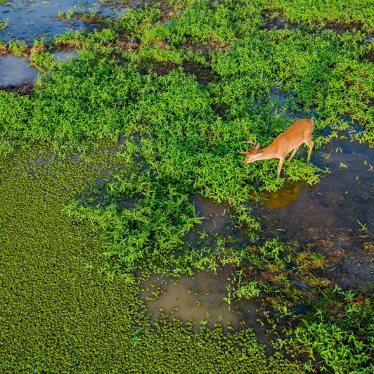 Colombia Casanare Hato La Aurora Raadyr Vaadomraade