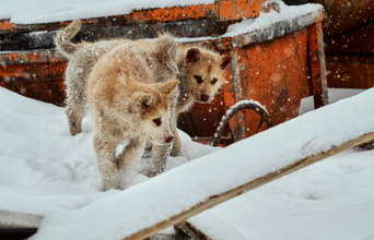 hund_10