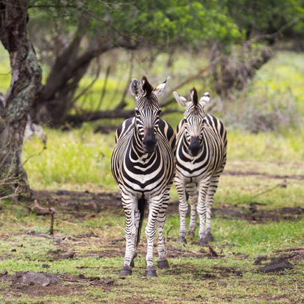 mauritius - mauritius_casela adventure park_01