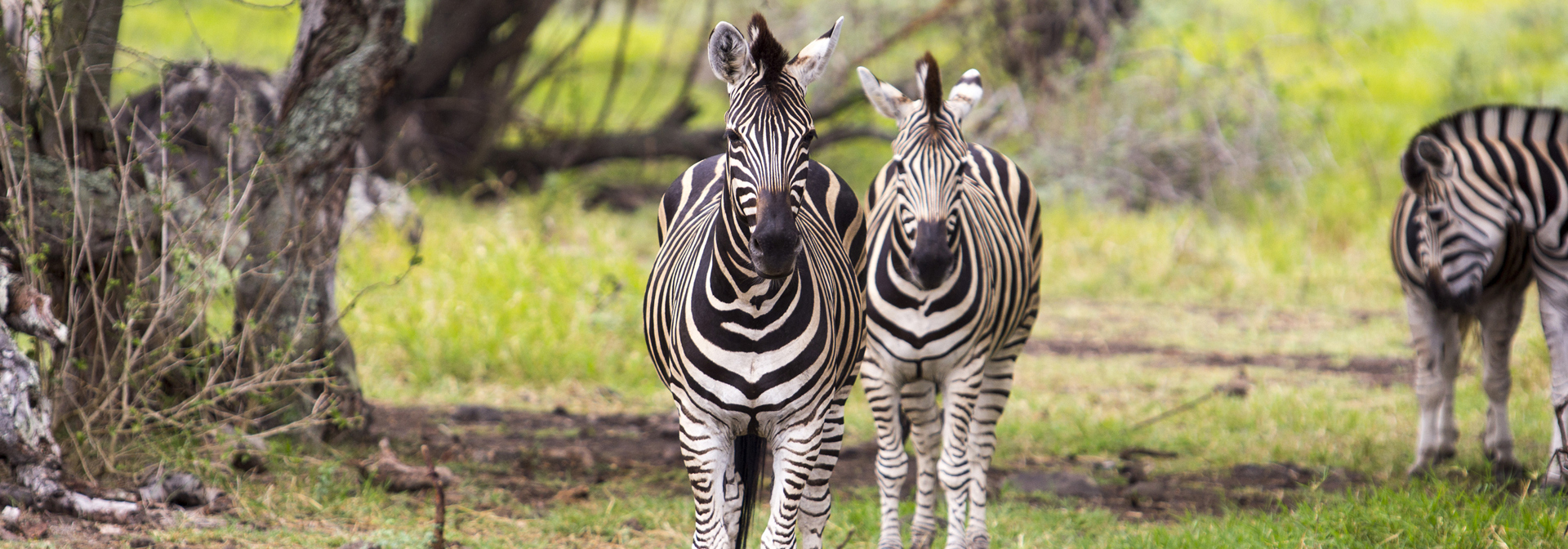 mauritius - mauritius_casela adventure park_01