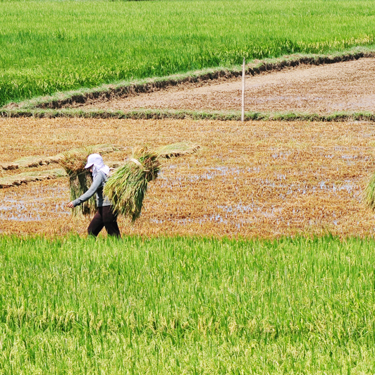 Vietnam - mai chau_rismark_01