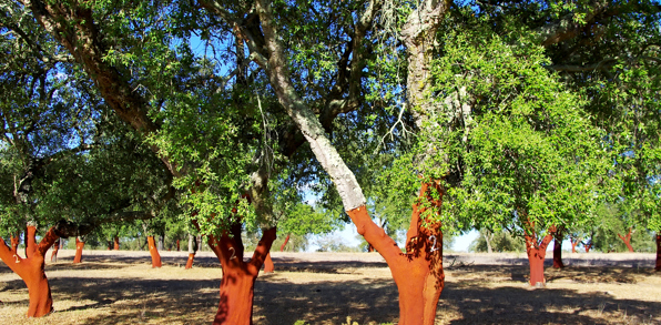 alentejo_kork trae_01