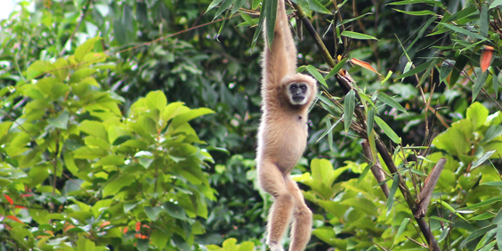 thailand - khao sok national park_dyreliv_02