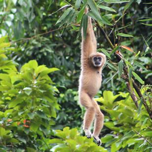 thailand - khao sok national park_dyreliv_02