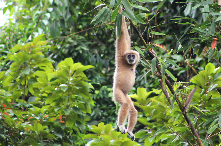 thailand - khao sok national park_dyreliv_02