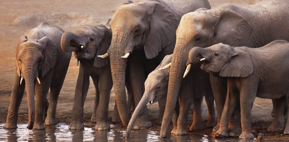 Elefanter i Etosha
