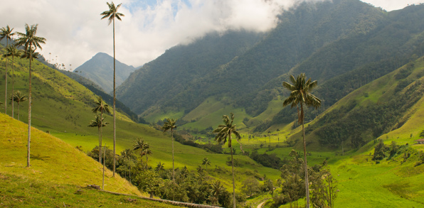 colombia - cocora dalen_palmer_udsigt_01