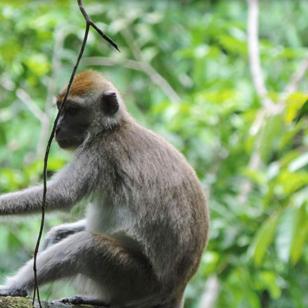 borneo rainforest lodge_abe_01
