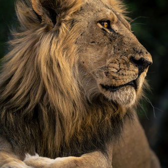 Chobe National Park Løve2