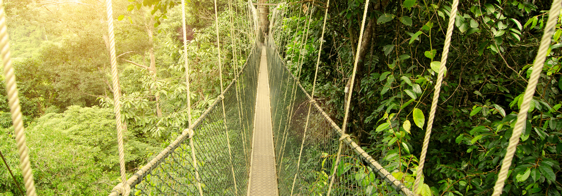 malaysia - Taman negara_01