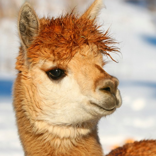 ecuador_llama_01