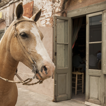San Antonio De Areco Hest