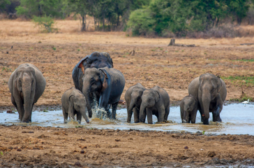 sri lanka - Wasgamuwa_03