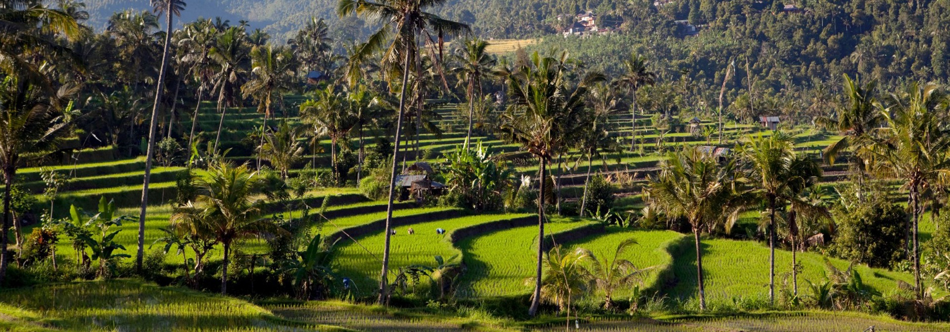 bali - munduk_rismark_01