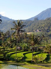 bali - munduk_rismark_01