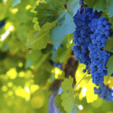 argentina - menoza_vin_02