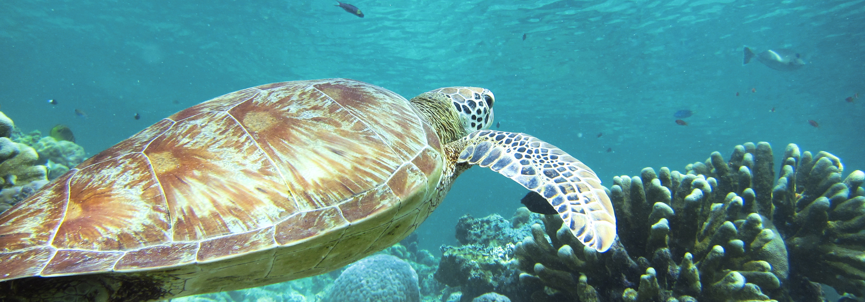 sri lanka - Hikkaduwa_strand_skildpadde_koralrev_02