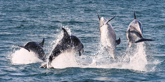 new zealand - bay of islands_delfin_04