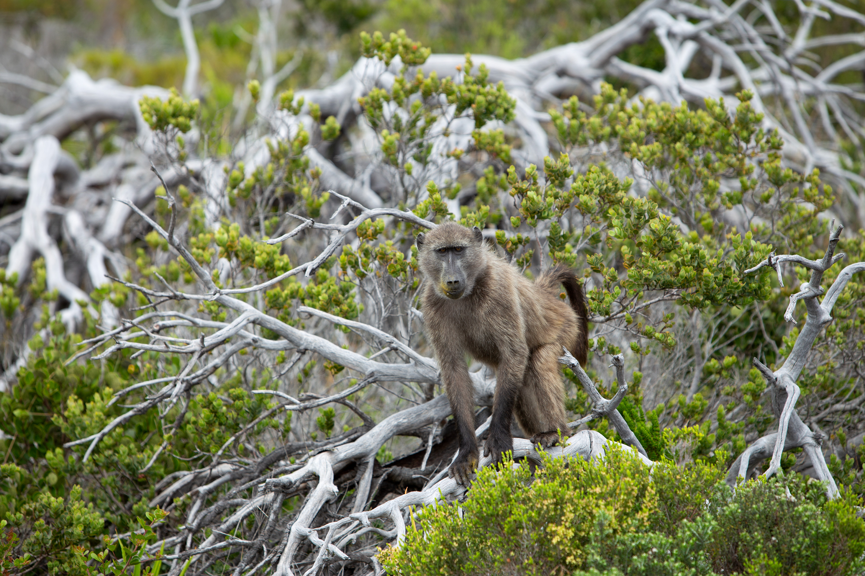 Sydafrika 2025 Cape Town 0916 Baboon