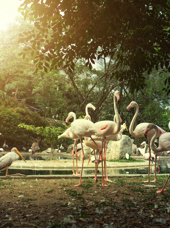 malaysia - Kuala Lumpur_Bird Park