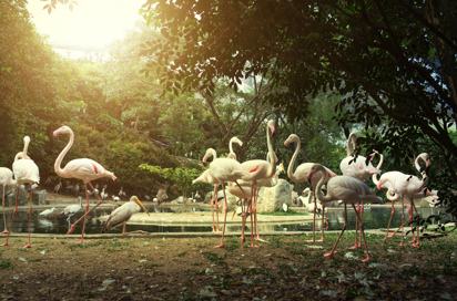 malaysia - Kuala Lumpur_Bird Park