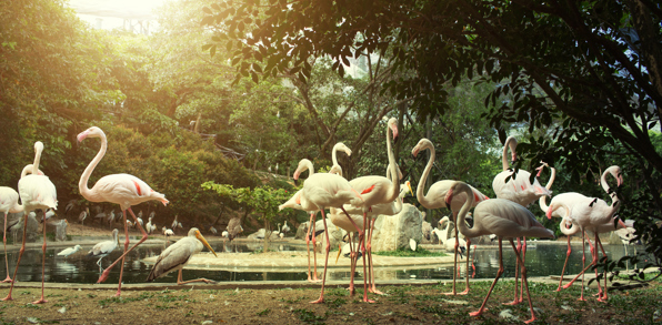 malaysia - Kuala Lumpur_Bird Park