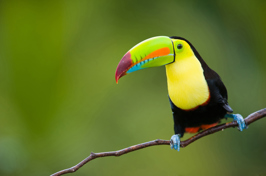 costa rica - costa rica_tucan_fugl_01
