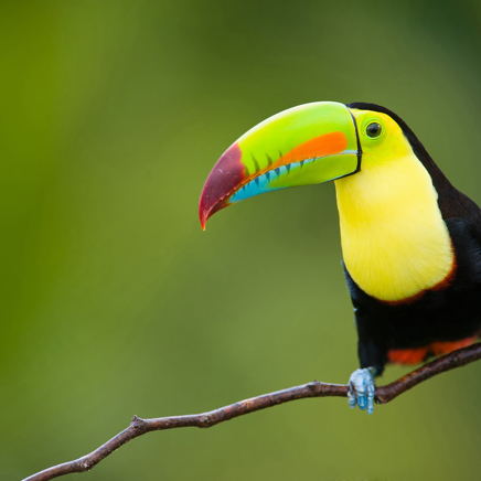 I Costa Rica skal vi opleve de eksotiske fugle...