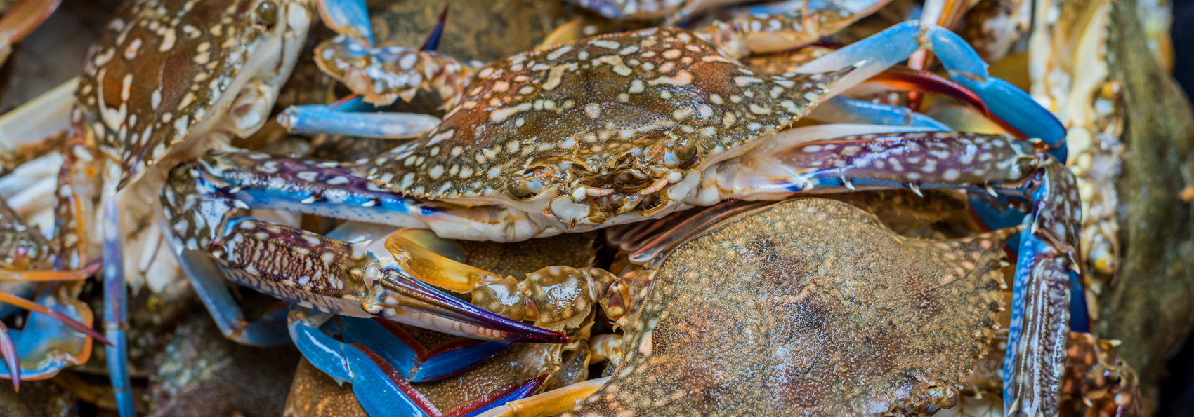 cambodia - kep_krabber_01