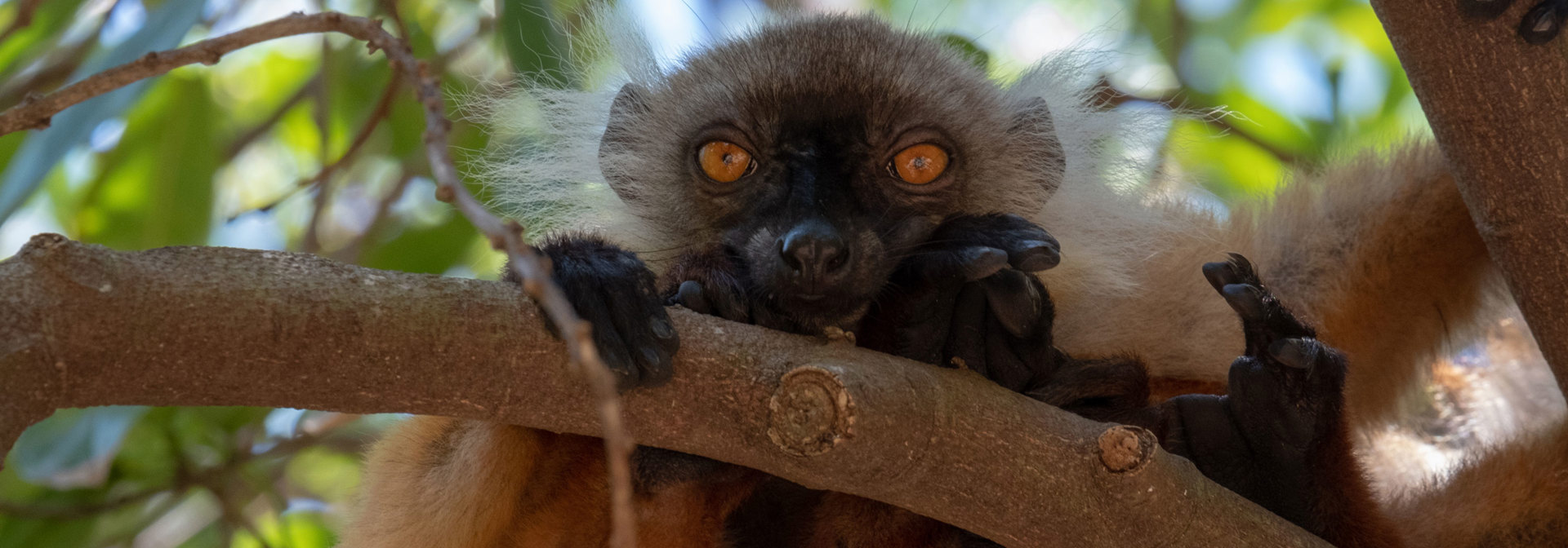 Nosy Tanikely Lemur