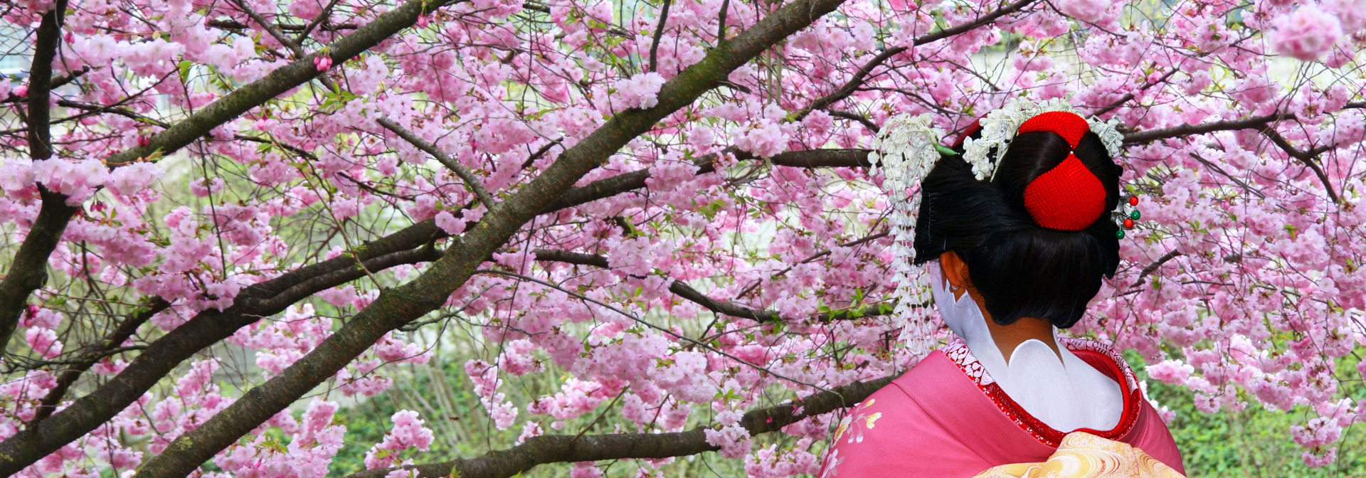 japan - japan_sakura_kisebaertrae_geisha_02