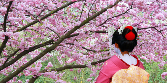 japan - japan_sakura_kisebaertrae_geisha_02