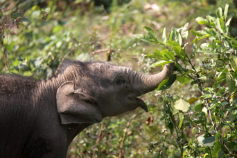 vietnam - elephant conservation center _02