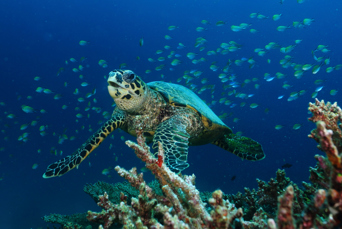 Mirihi_Diving_02