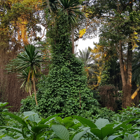 Uganda Entebbe Botanical Gardens 2