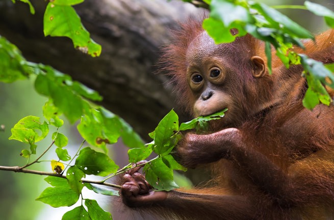Indonesien - sumatra_bukit lawang_orangutang_07