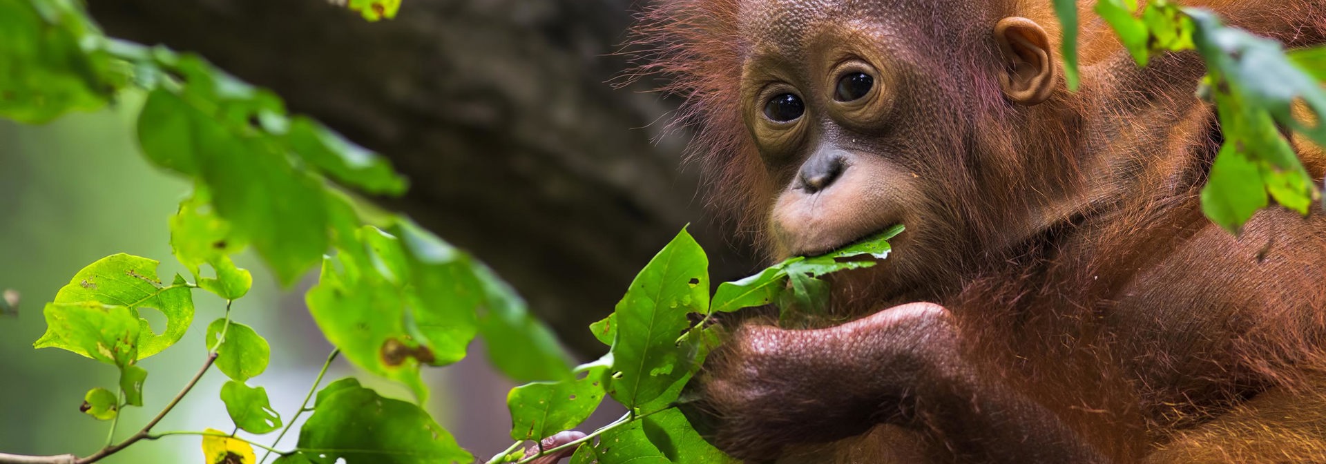 Indonesien - sumatra_bukit lawang_orangutang_07