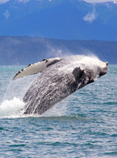 alaska_pukkelhval_01