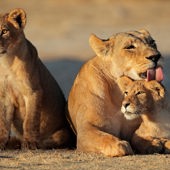 sydafrika - sydafrika_natur_loeve_04