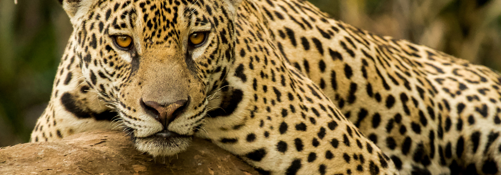 Pantanal Jaguar