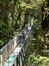 costa rica - monteverde_jungle_haengende_bro_05
