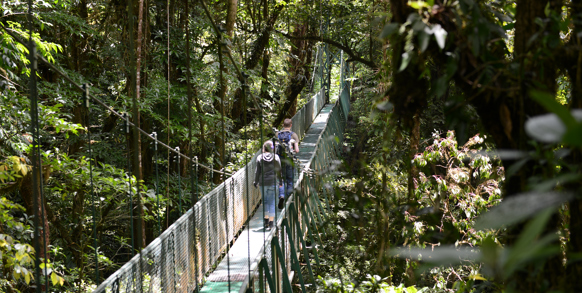 costa rica - monteverde_jungle_haengende_bro_05