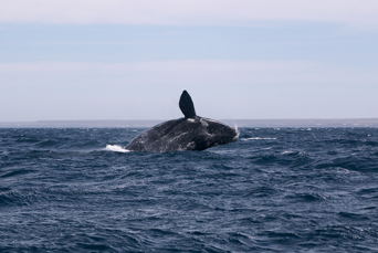 Puerto Madryn Valdes Hval