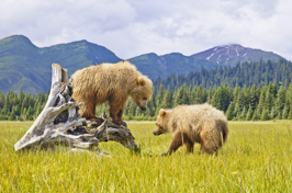denali national park_dyr_grizzly bjoern_01