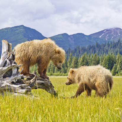 denali national park_dyr_grizzly bjoern_01